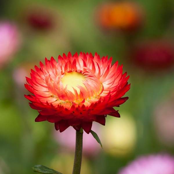 간단하고 안전한 천연 방향제 만들기: 집 안을 산뜻하게 하는 DIY 레시피