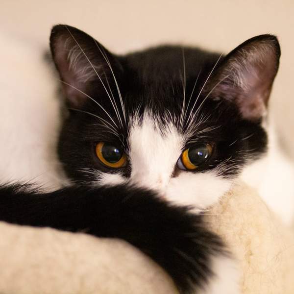 고양이 집사 필독! 캣타워 청소를 깨끗하게 하는 7가지 비법